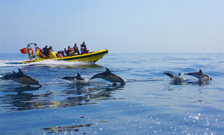 dolphins Algarve Portugal
