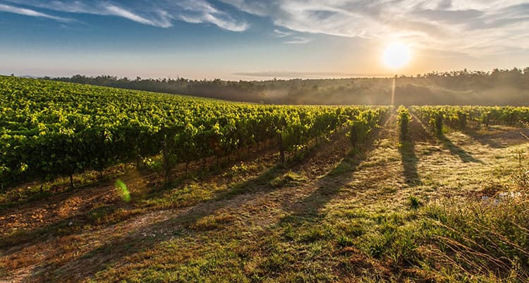 vineyard Portugal
