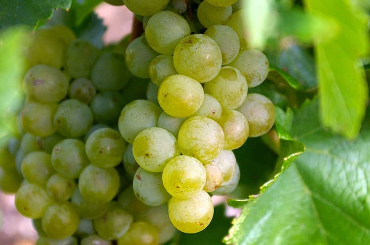 white grapes Portugal
