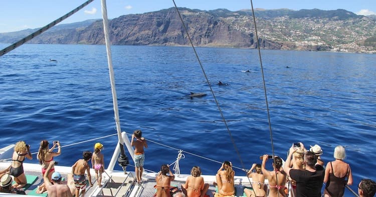 Dolphin Watching Funchal