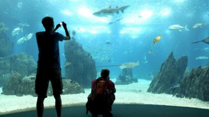 Lisbon Oceanarium