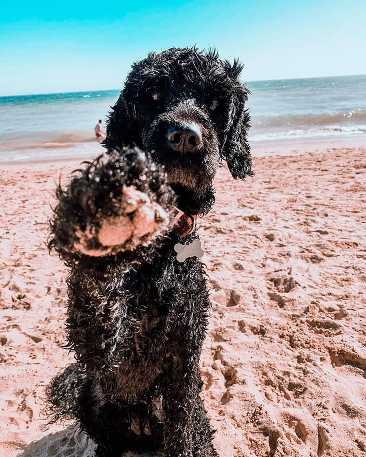 Portuguese-Water-Dogs-Social
