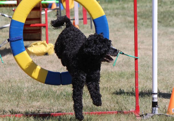 The Portuguese Water Dog: A Worldwide Star And Obama's Best Friend