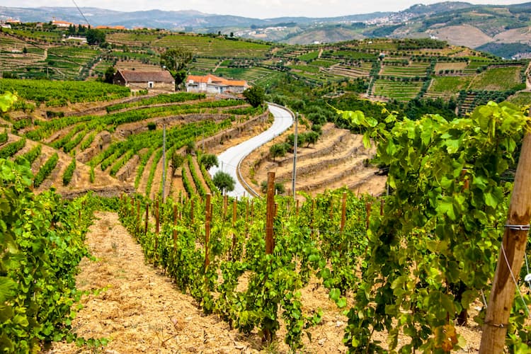 View of vineyards in The Douro Valley