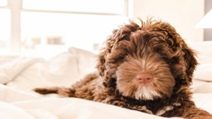 portuguese water dog