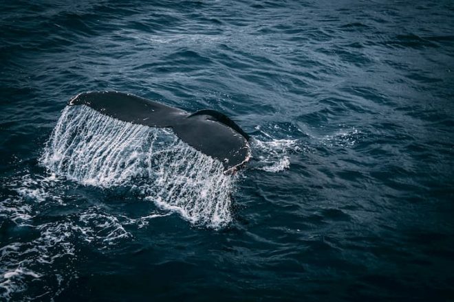 Whale Watching In The Azores: Everything You Need to Know