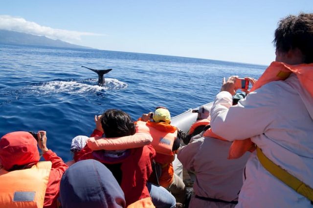 Whale Watching In The Azores: Everything You Need to Know